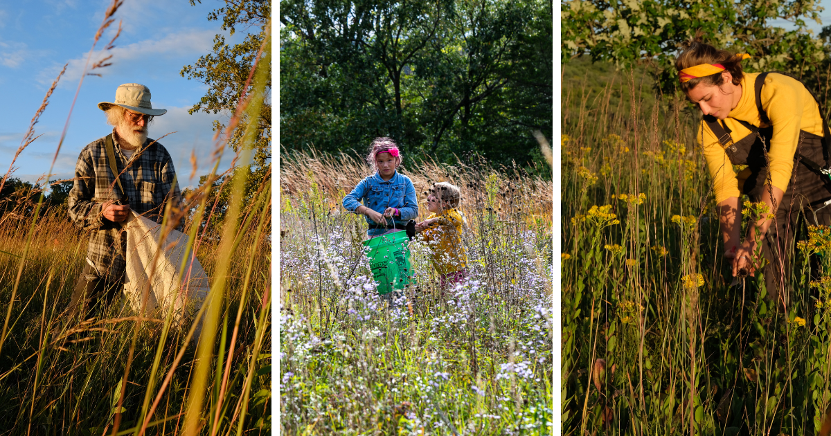 Habitat Improvement: Fall Seed Collecting – Moraine Kettles Preserve, Verona Segment, Dane County
