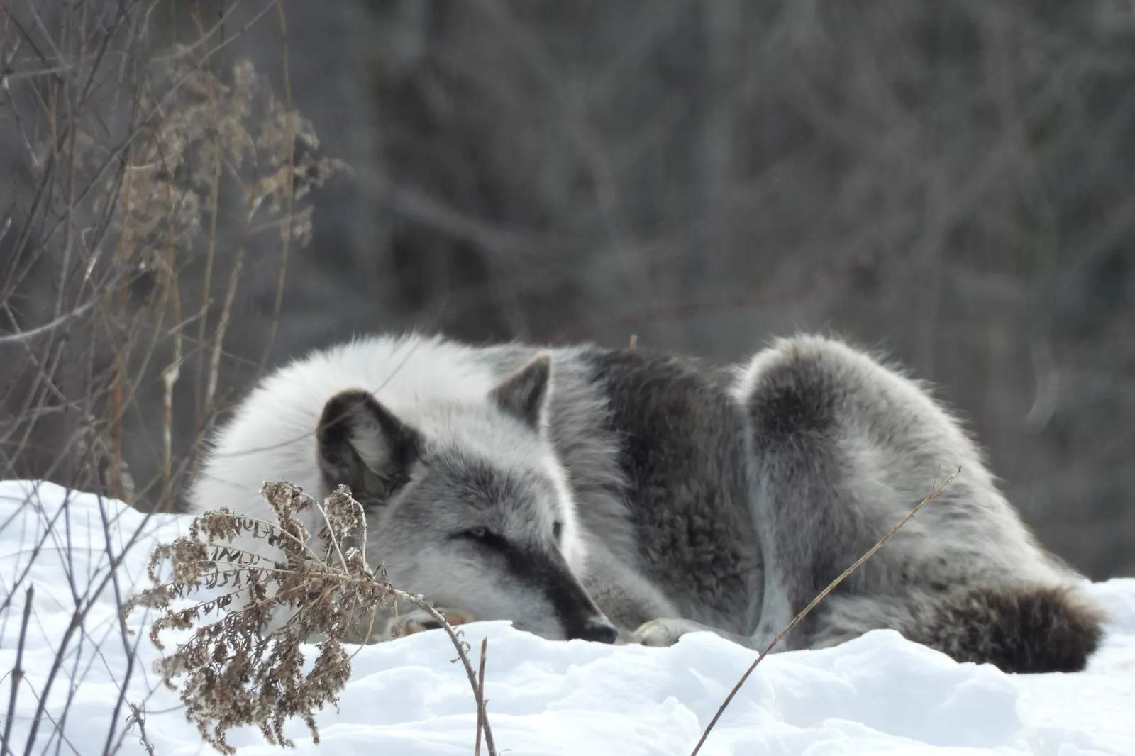 Shalom Wildlife Sanctuary LLC — photo 1