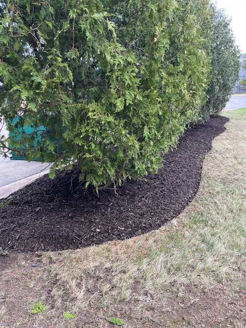 Mr Correa lawn care llc — photo 2