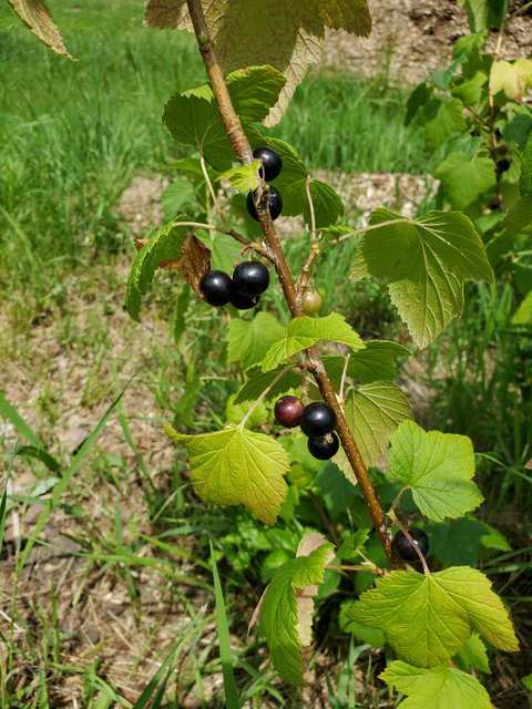 Wellspring Education Center & Organic Farm — photo 3